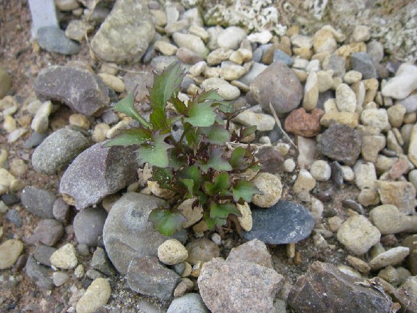 Phyteuma comosum in alpine house